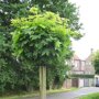 Acer platanoides 'Globosum'